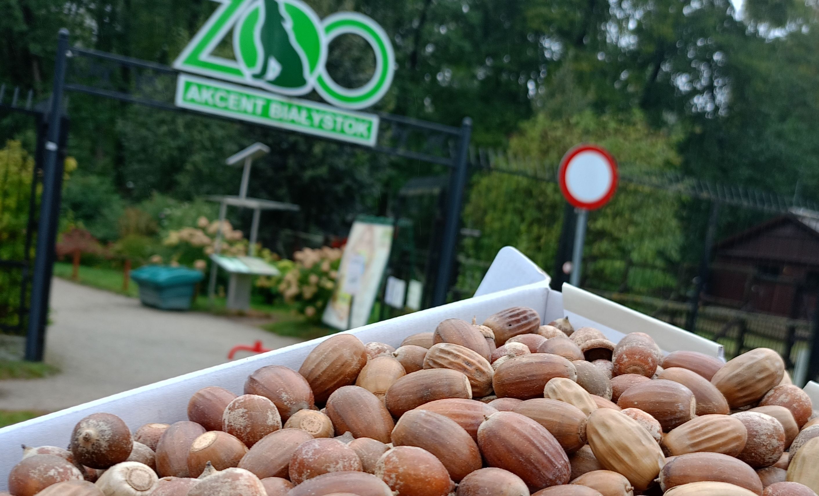 Zebrane żołędzie do ZOO