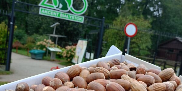 Zebrane żołędzie do ZOO