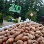 Zebrane przez dzieci żołędzie