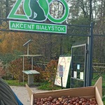 Zebrane żołędzie dla zwierząt z Akcent ZOO